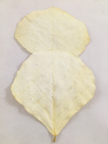 Feuilles de Cobra blanchie 100 p.